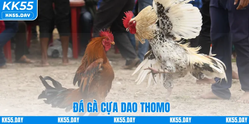 Đá Gà Cựa Dao Thomo – Tham Gia Trận Đấu Kịch Tính Tại KK55 3 Đá Gà Cựa Dao Thomo – Tham Gia Trận Đấu Kịch Tính Tại KK55