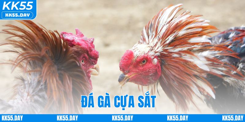 Luật Chơi Đá Gà Cựa Sắt Chi Tiết Và Cách Cược Dễ Hiểu 4 Luật Chơi Đá Gà Cựa Sắt Chi Tiết Và Cách Cược Dễ Hiểu