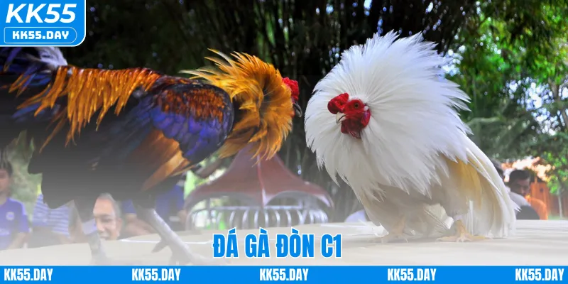 Đá Gà Đòn C1 – Khám Phá Sân Chơi Đỉnh Cá Cược Cao Tại KK55 2 Đá Gà Đòn C1 – Khám Phá Sân Chơi Đỉnh Cá Cược Cao Tại KK55