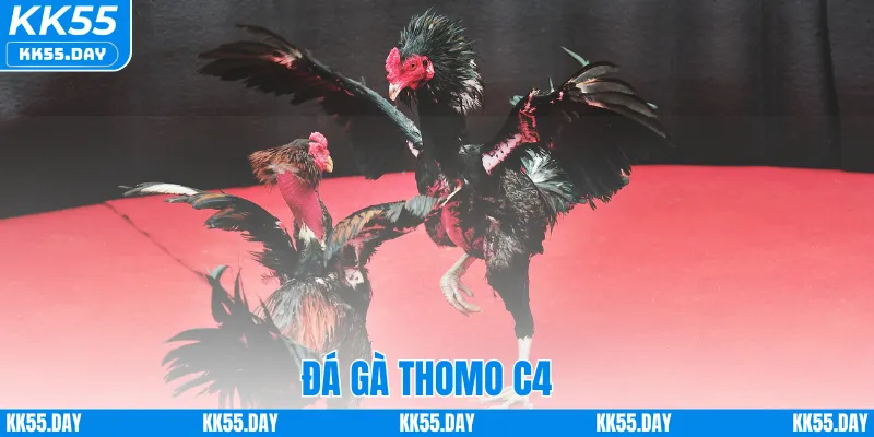 Đá Gà Thomo C4 – Sân Chơi Hấp Dẫn Dành Cho Người Mê Cá Cược 5 Đá Gà Thomo C4 – Sân Chơi Hấp Dẫn Dành Cho Người Mê Cá Cược
